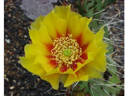 Opuntia phaecantha v. longispina XL