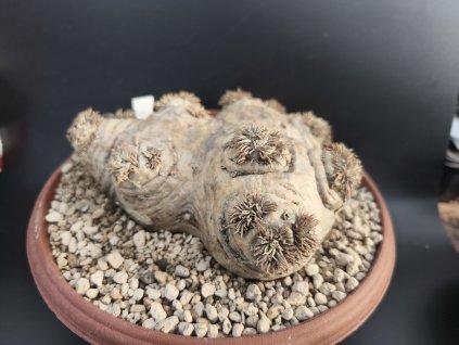 Pachypodium brevicaule XXXXL