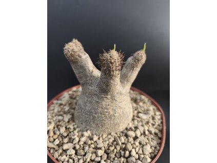 Pachypodium inopinatum XL