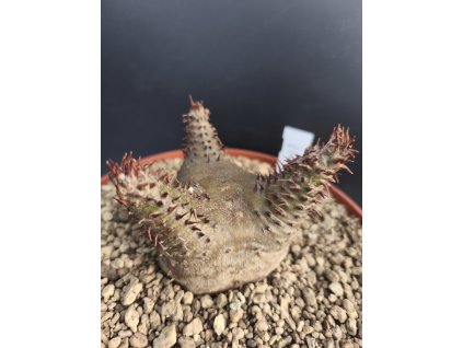 Pachypodium makayense L