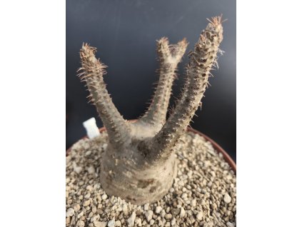 Pachypodium rosulatum v. gracilius XL