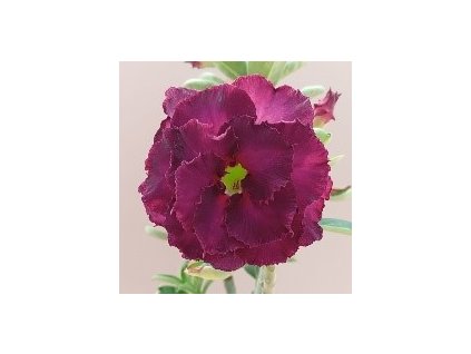Adenium obesum hybr.  '403'