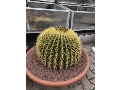 Echinocactus grusonii 6XL, kvetoucí