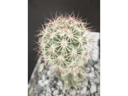Pediocactus nigrispinus RP 05