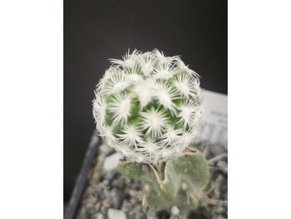 Pediocactus simpsonii Denver