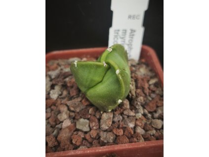 Astrophytum myriostigma v. tricostata