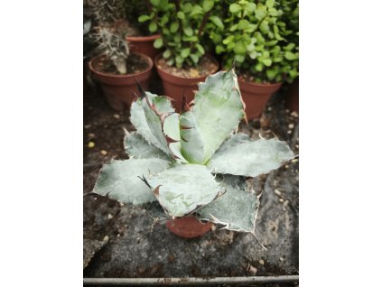 Agave titanota cv. black and blue
