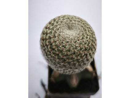 Mamillaria huiziilopochtli