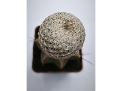 Mamillaria egregia
