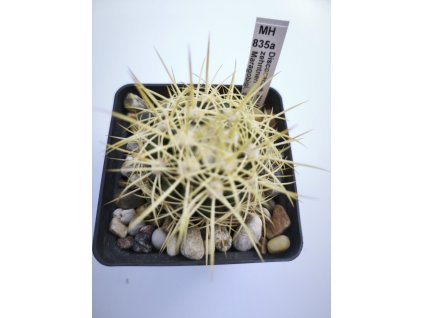 Discocactus zehntnerii MH 835a