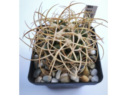 Discocactus zehntnerii ssp. mirohalfarii MH 911 L