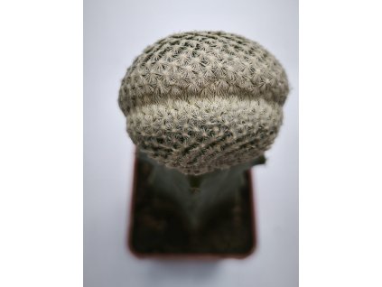 Mamillaria egregia f. cristata