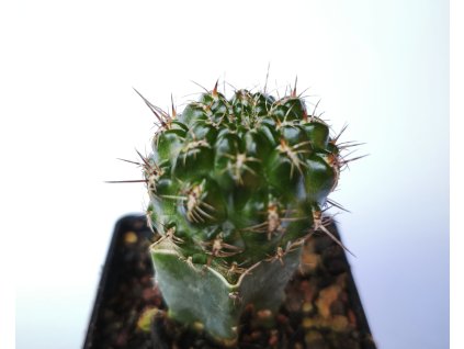 Sulcorebutia steinbachii PHA 2896