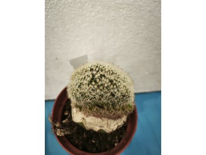 Echinocereus reichenbachii f, cristata