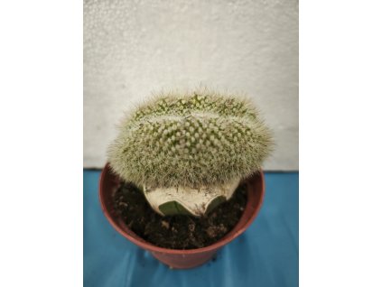 Notocactus schlloserii f. cristata