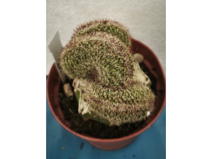 Echinocereus pectinatus f. cristata