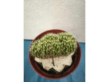 Echinocereus triglochidiatus v. melanocentrus f. cristata