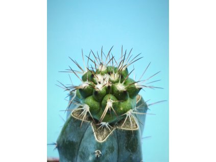 Copiapoa armata PHA 3168