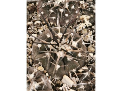 Gymnocalycium spegazinii v. retzii ASK 1114.1