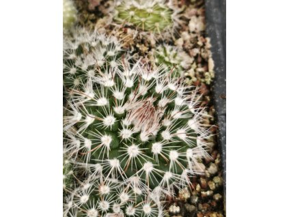 Parodia campylacantha