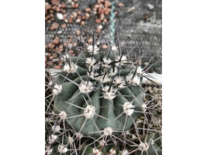 Acanthocalycium catamarcense KP 233