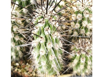 Eulychnia spinibarbis PHA 2939