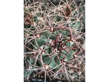 Denmoza rhodacantha ASK 1371.1