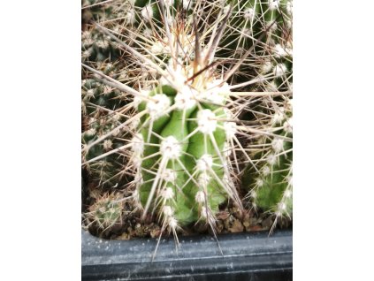 Eulychnia sp. Salamanca PHA 3020