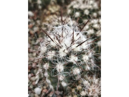 Oreocereus leucotrichus PHA 3077