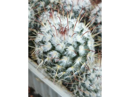 Mamillaria bombycina