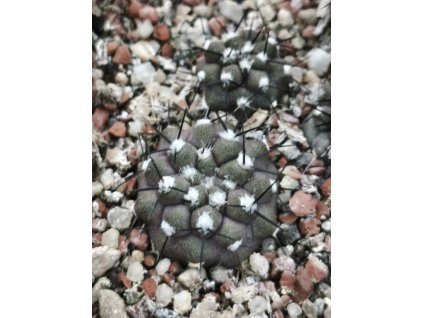 Copiapoa columna-alba PHA 3071