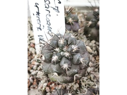 Copiapoa sarcoana PHA 2982