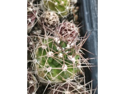 Weingartia westii PHA 357