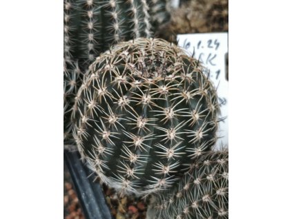 Lobivia x Chamaecereus hybr.