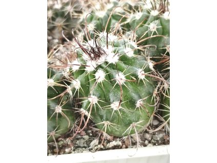 Parodia aff. maasii PHA 2836