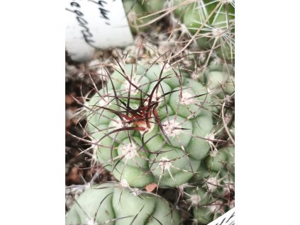 Gymnocalycium zegarae PHA 2867