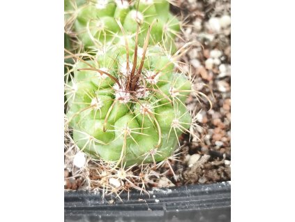 Parodia aff. maasii PHA 2837