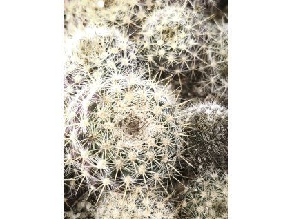 Neoporteria chilensis v. albiflora PHA 2902