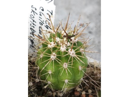Trichocereus chilensis v. skotsbergii PHA 2901
