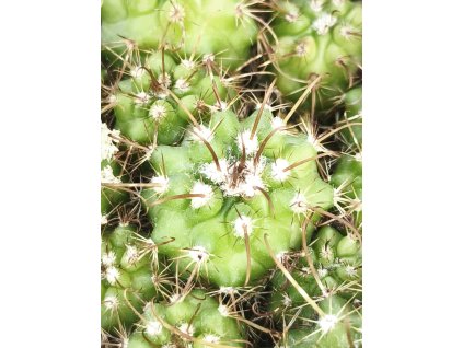 Parodia maasii PHA 2844