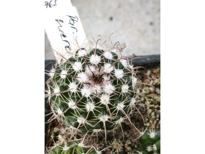 Parodia sucrensis KK 965