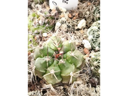 Gymnocalycium damsii ssp. evae v. boosii VoS 08-321