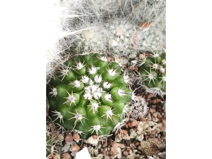 Parodia yamparezii PHA 2855