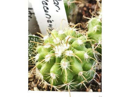 Parodia lecoriensis PHA 2851