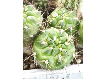 Weingartia aff. lecoriensis PHA 2706