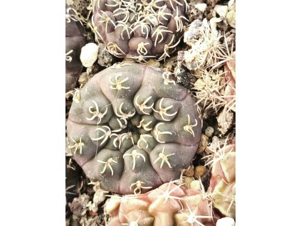 Gymnocalycium quehlianum ssp. kleinianum VoS 10-642