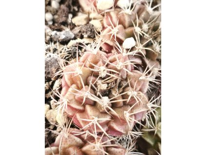 Gymnocalycium anisitsii ssp. volkerii VoS 03-039