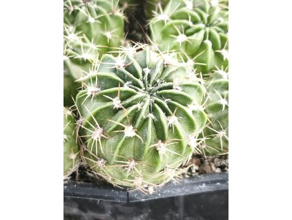 Lobivia acanthopflegna PHA 2701