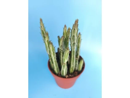 Kleinia stapeliiformis L