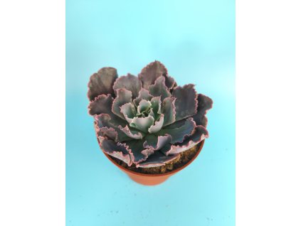 Echeveria cv. Neon Breakers L